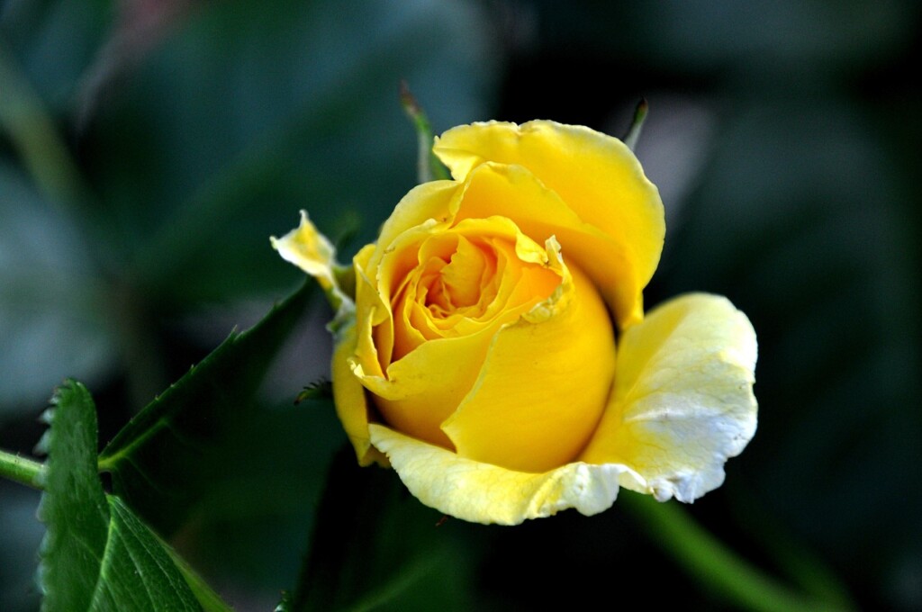 En gul rose for forbildet Tamima